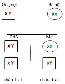 Xét nghiệm ADN ông bà cháu